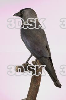 Jackdaw - Corvus monedula 0012